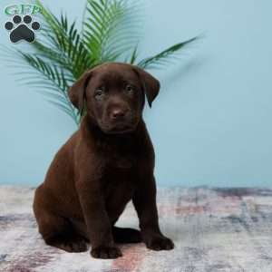 Jackson, Chocolate Labrador Retriever Puppy